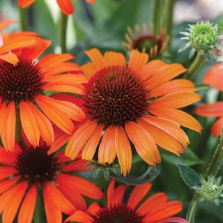 Orange Skipper Coneflower Thumbnail